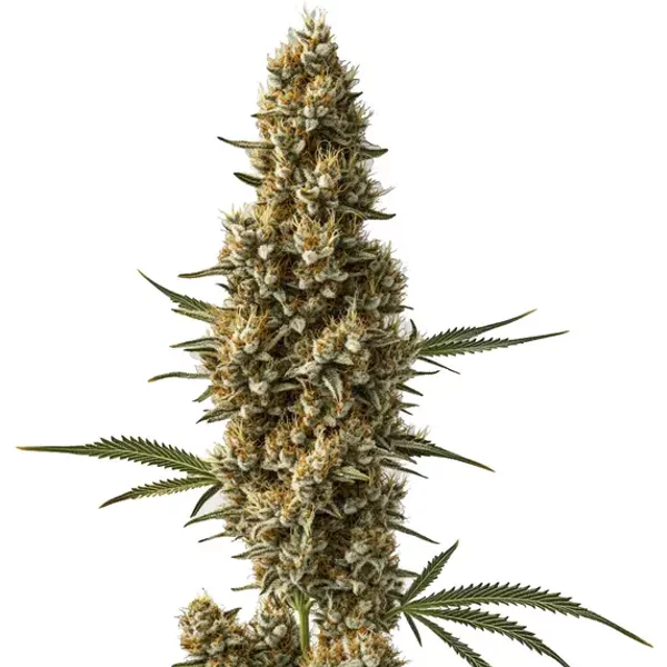 Coma - Seeds Pack: 3-samen