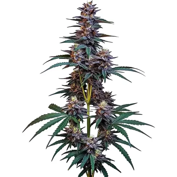 Cookies x Berry Auto - Seeds Pack: 3-samen