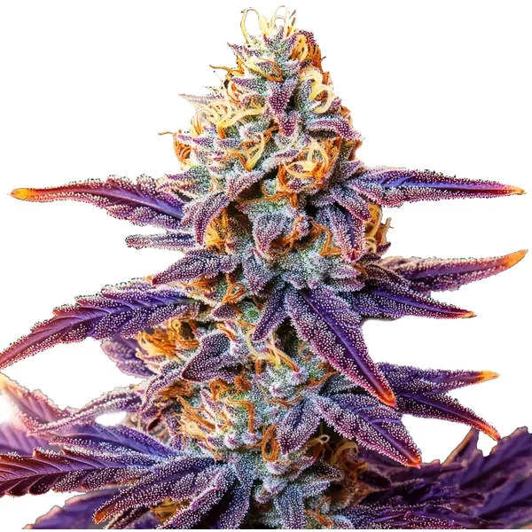 Cream Auto - Seeds Pack: 9-samen