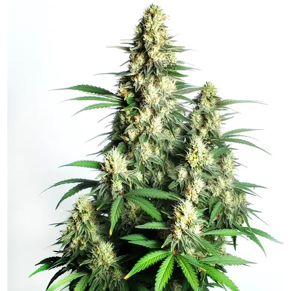 Cream Candy Auto - Seeds Pack: 3-samen
