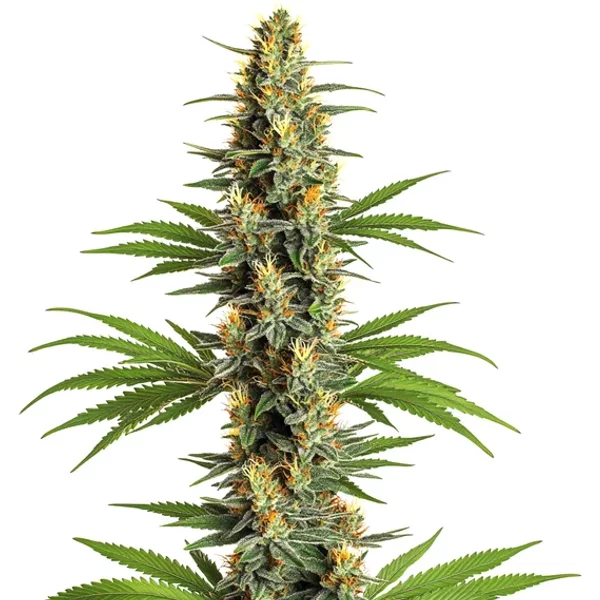 Critical 2.0 - Seeds Pack: 1-samen