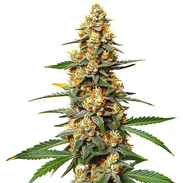 Critical 47 - Seeds Pack: 9-samen