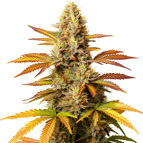Critical Banana - Seeds Pack: 25-samen