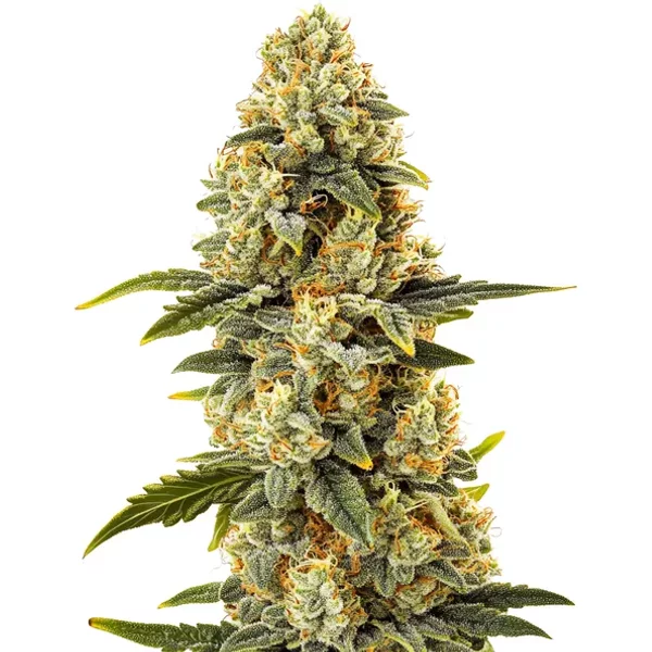 Critical Bilbo Schnellversion - Seeds Pack: 3-samen