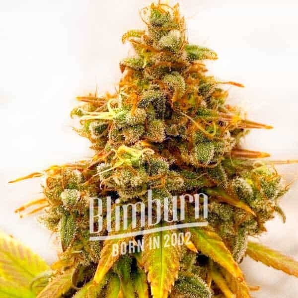 Critical Bilbo x Rainbow Chips Regulär - Seeds Pack: 3-samen