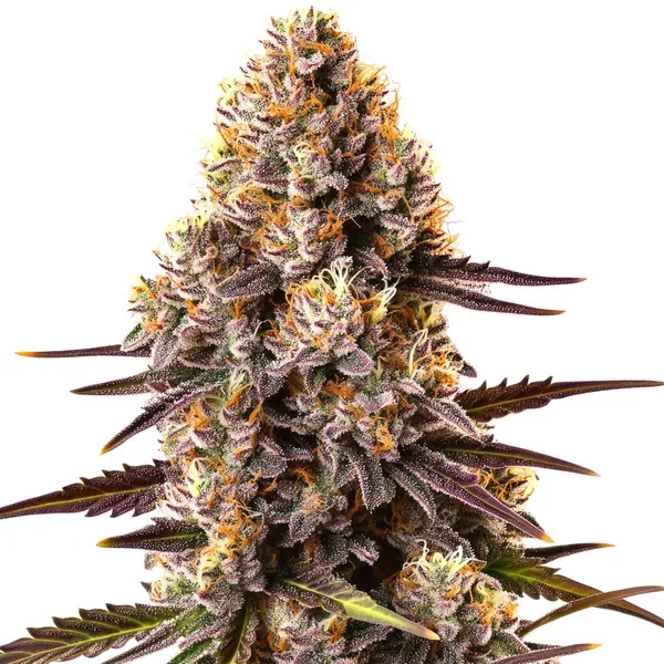Critical Bilbo - Seeds Pack: 25-samen