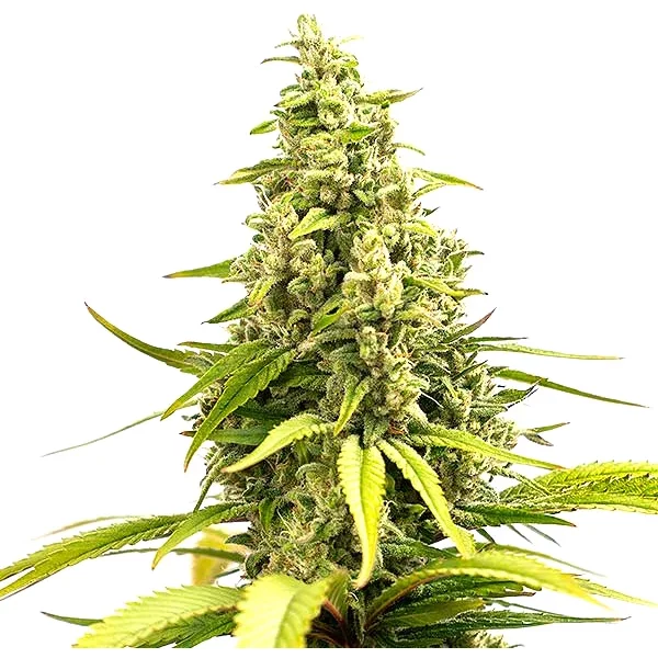 Critical Cream Caramel Auto - Seeds Pack: 25-samen