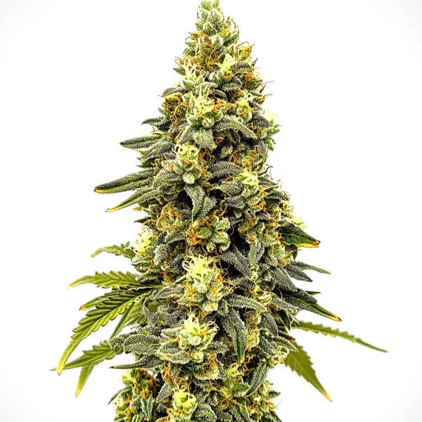 Critical Jack Auto - Seeds Pack: 3-samen