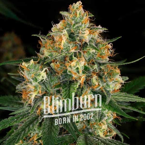 Critical Nicky Kush - Seeds Pack: 25-samen