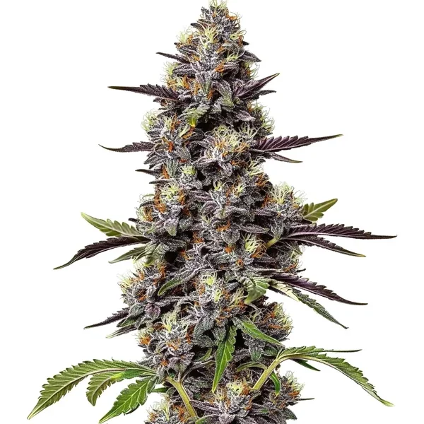 Critical Purple Kush - Seeds Pack: 9-samen
