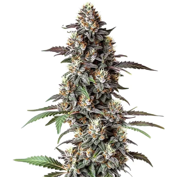 Critical Purple Regulär - Seeds Pack: 6-samen