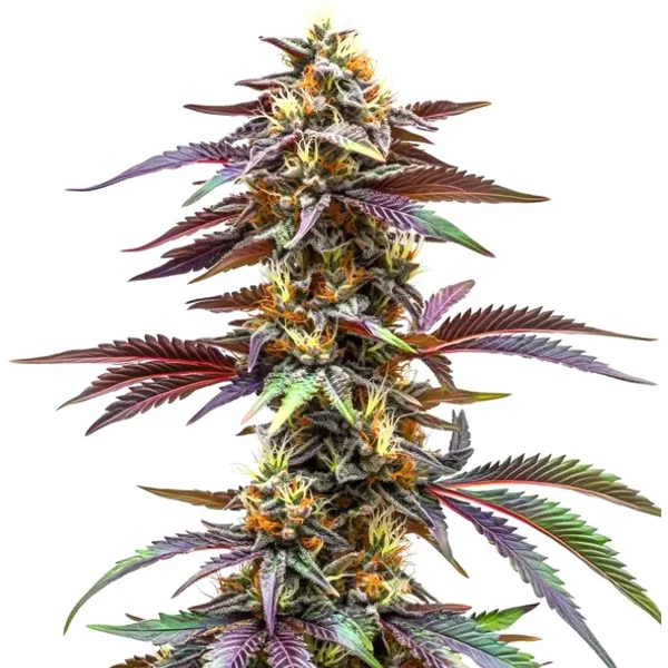 Critical Sunset Auto - Seeds Pack: 1-samen