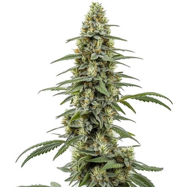 Critical x Northern Light Auto - Seeds Pack: 3-samen