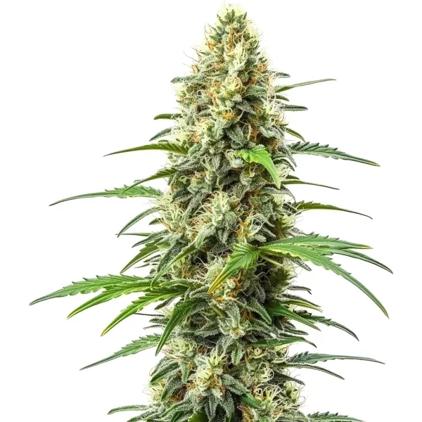 Critical x Somango - Seeds Pack: 3-samen