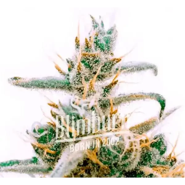 Critical Jack - Seeds Pack: 6-samen