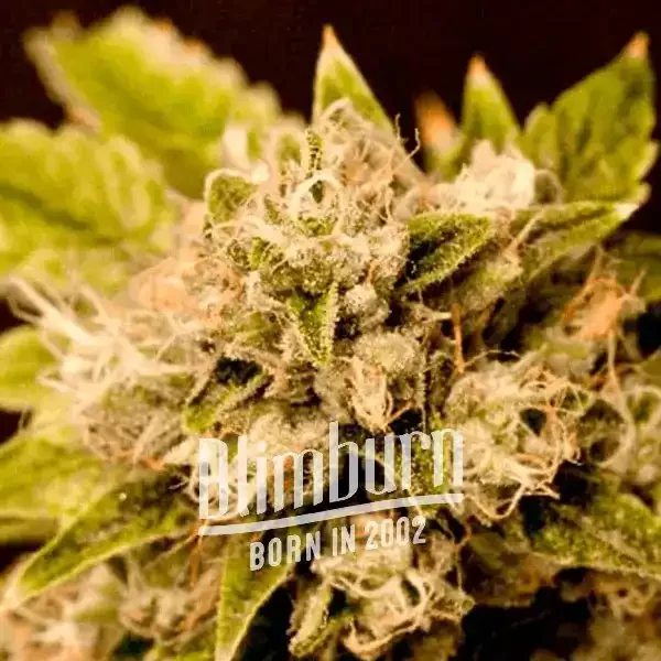 Critical x Cheese Candy - Seeds Pack: 9-samen