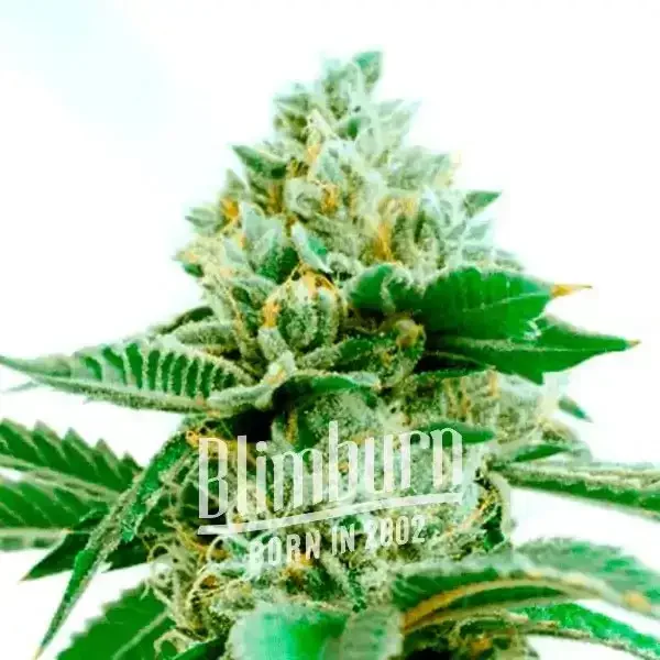 Critical x Green Crack - Seeds Pack: 1-samen