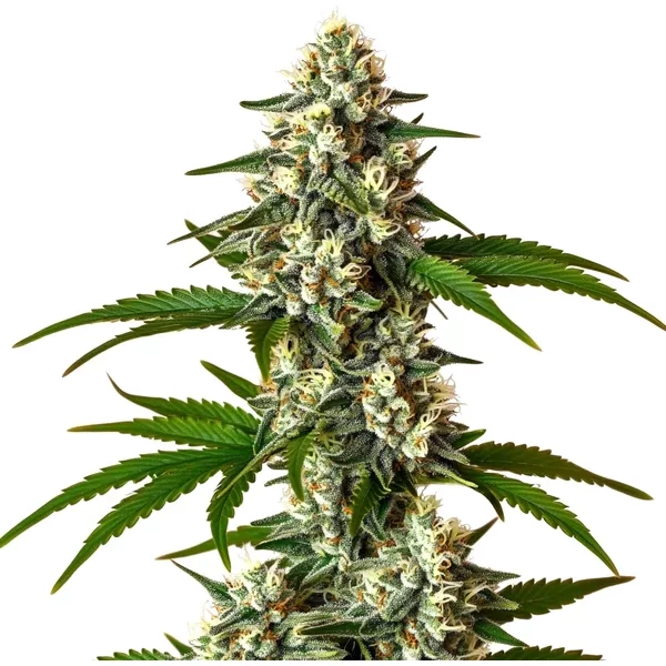Crystal Candy Auto - Seeds Pack: 9-samen