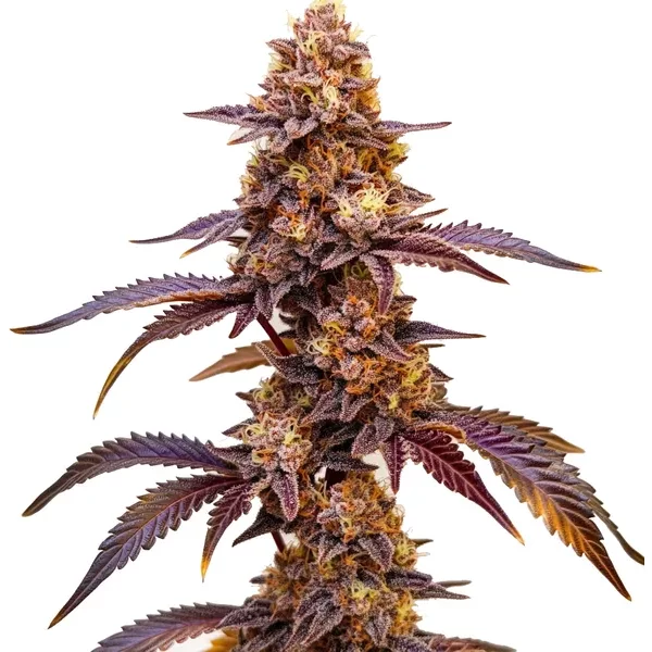 Dark Star Auto - Seeds Pack: 3-samen