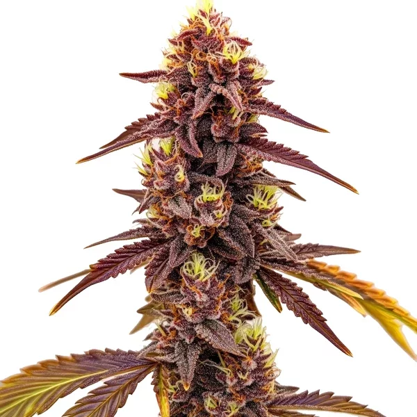 Dark Star Schnellversion - Seeds Pack: 9-samen