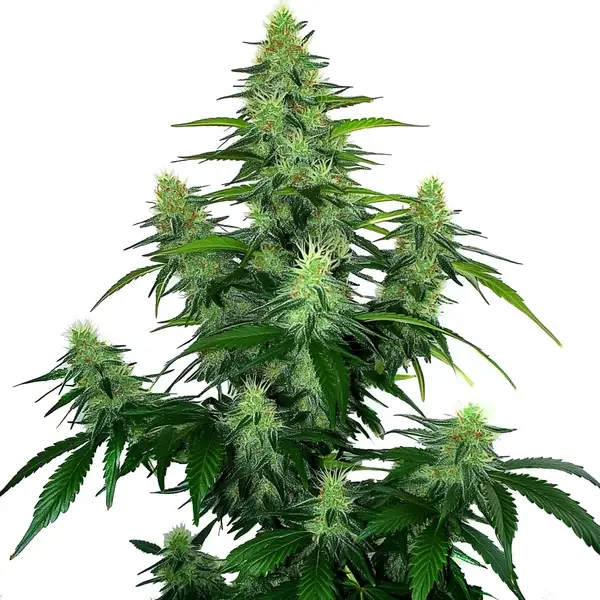 Deelite Auto - Seeds Pack: 9-samen