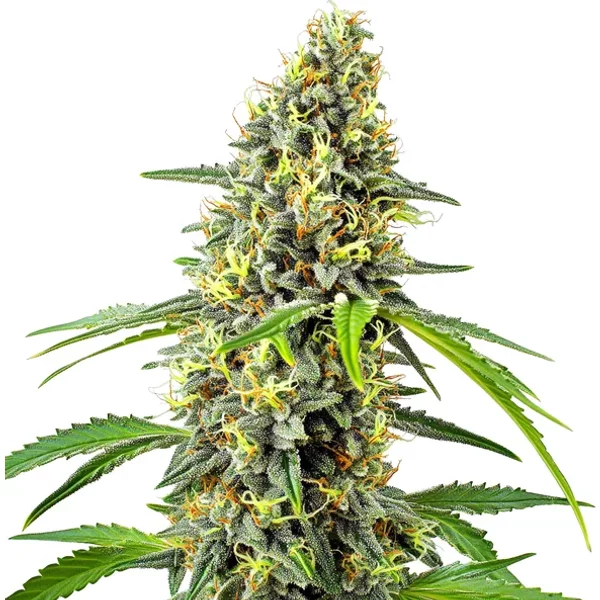 Deimos Auto - Seeds Pack: 6-samen
