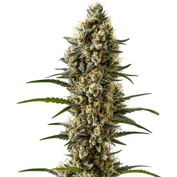 Devil XXL Auto - Seeds Pack: 9-samen