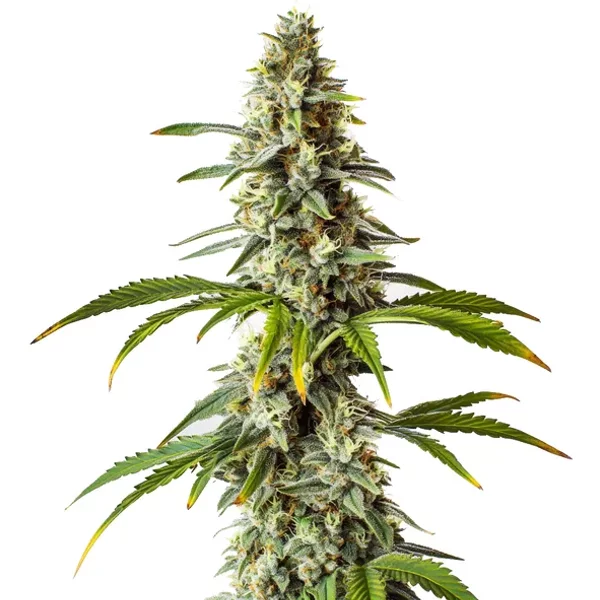 Diesel - Seeds Pack: 1-samen