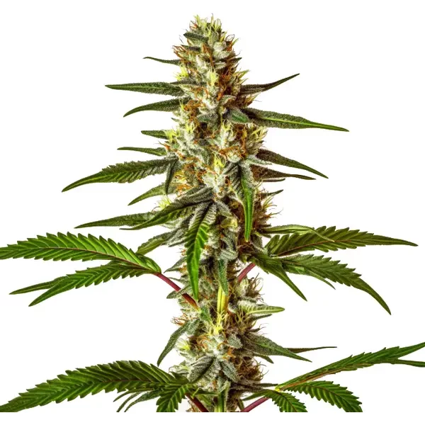 Do-Si-Dos Schnellversion - Seeds Pack: 9-samen