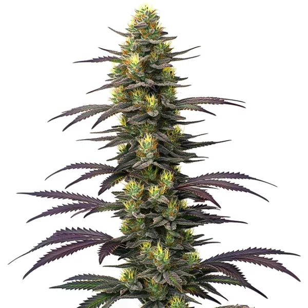 Dolato - Seeds Pack: 9-samen