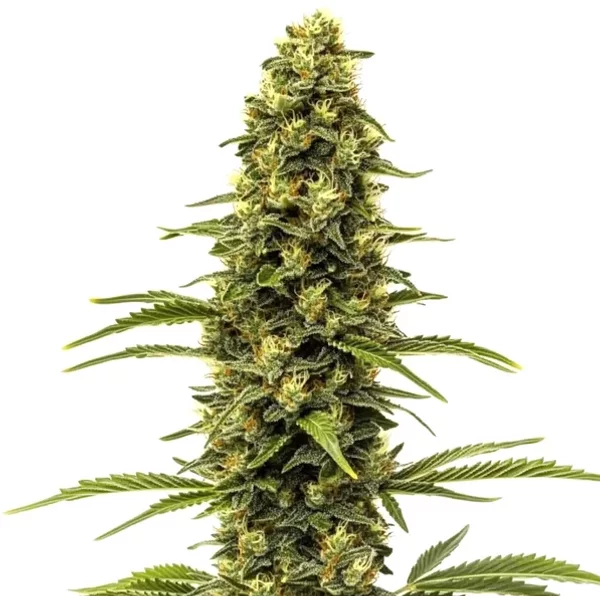 Early Skunk - Seeds Pack: 3-samen