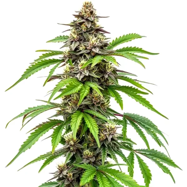 Early Skunk Schnellversion - Seeds Pack: 6-samen