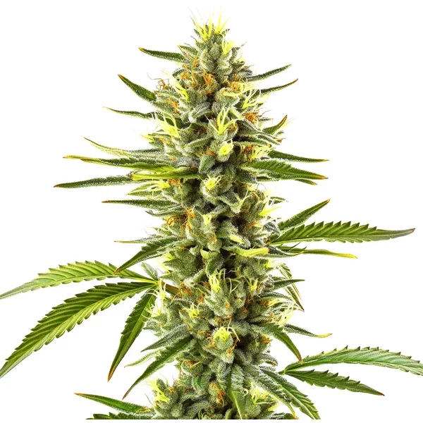 Exodus Cheese - Seeds Pack: 9-samen