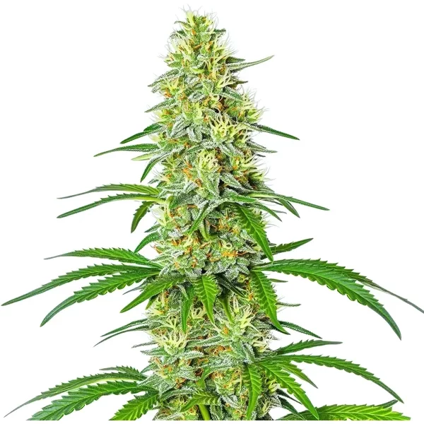 Exodus Cheese x Blue Head Band - Seeds Pack: 6-samen