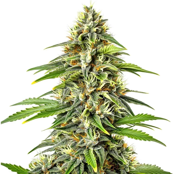 Fire Kush Auto - Seeds Pack: 6-samen