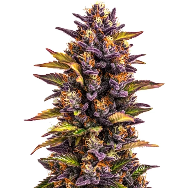 Forbidden Runtz Auto - Seeds Pack: 6-samen