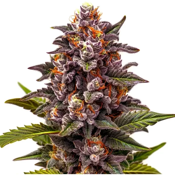 Forbidden Zkittlez - Seeds Pack: 6-samen