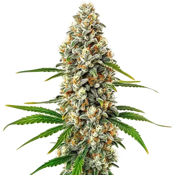 Fro-Yo Auto - Seeds Pack: 6-samen