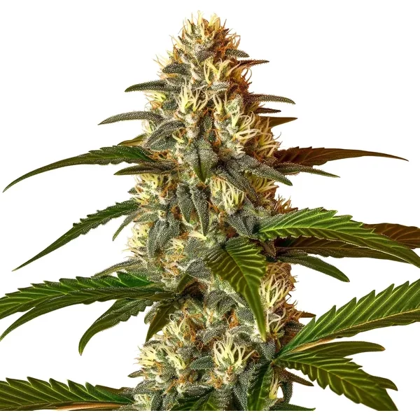 Frosted Guava Autoflower - Seeds Pack: 6-samen