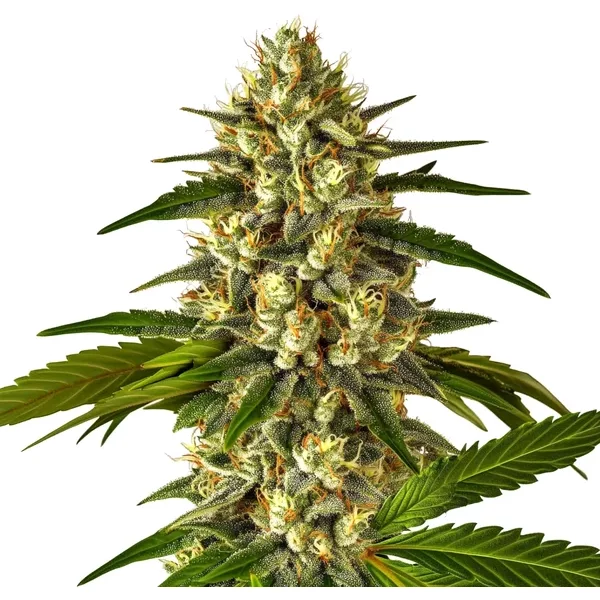 Fruit Auto - Seeds Pack: 6-samen