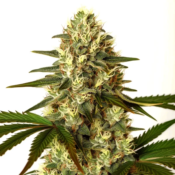 G13 x Nebula - Seeds Pack: 6-samen