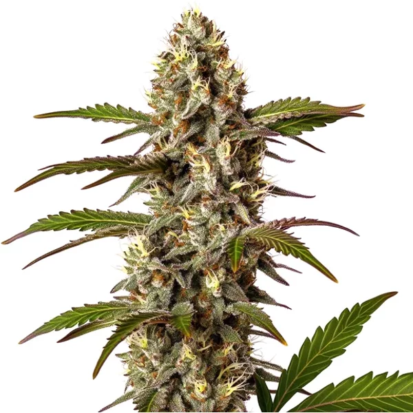 G13 x OG Kush - Seeds Pack: 6-samen