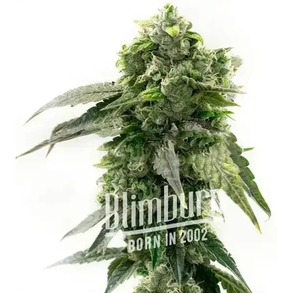 G13 Auto - Seeds Pack: 6-samen