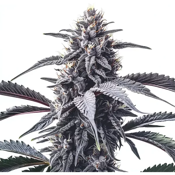GMO Cookies - Seeds Pack: 3-samen