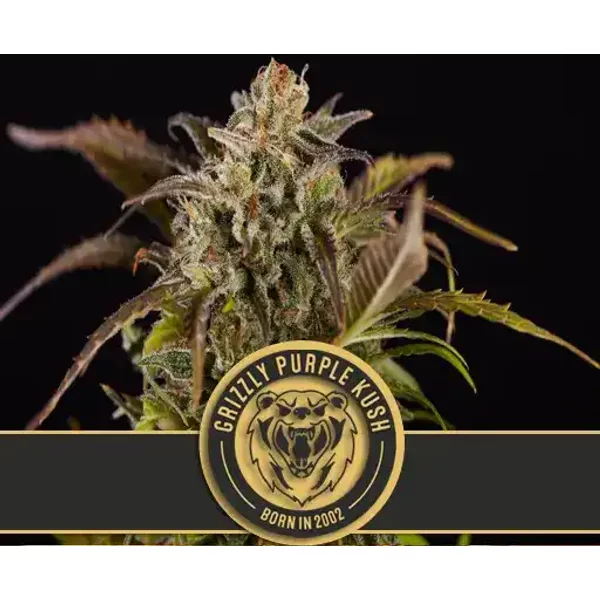 Grizzly Purple Kush - Seeds Pack: 9-samen