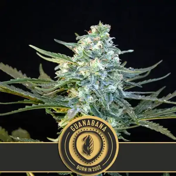 Guanabana - Seeds Pack: 9-samen