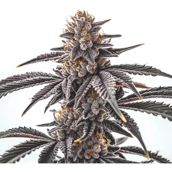 Gas Burzt - Seeds Pack: 6-samen