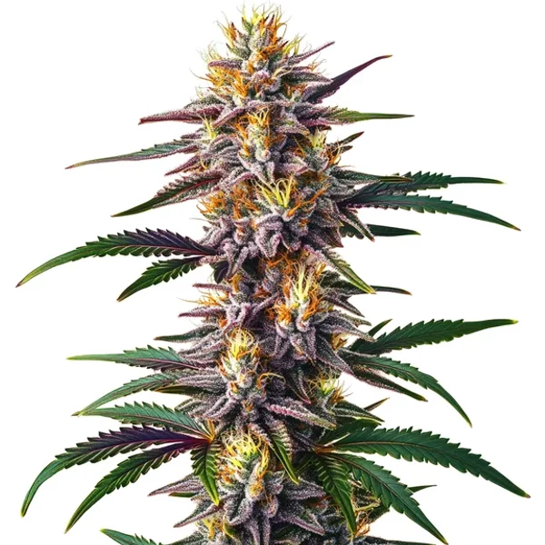 Gelato Schnellversion - Seeds Pack: 25-samen