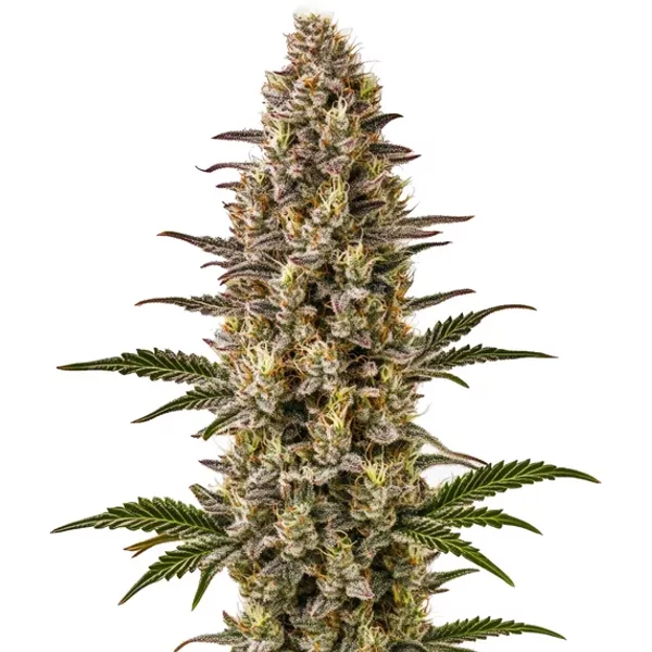 Gelonade - Seeds Pack: 25-samen