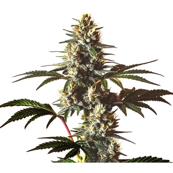 Gods gift - Seeds Pack: 3-samen